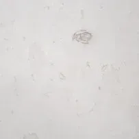 A close up of a white surface with a drawing on it.