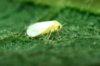 Whitefly — Stockton, CA — Area Wide Exterminators