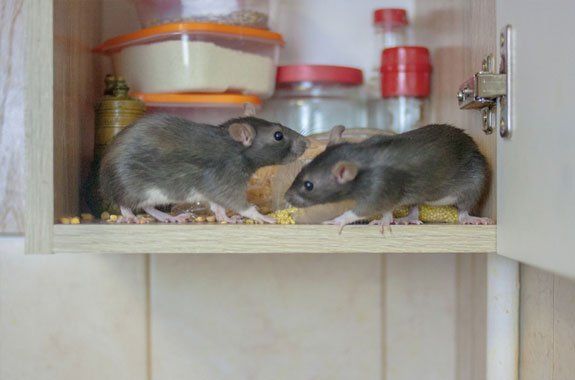 Mice — Stockton, CA — Area Wide Exterminators