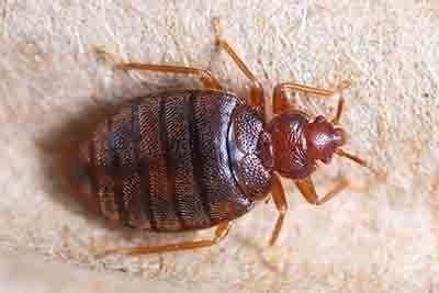 Side View of Bed Bug — Stockton, CA — Area Wide Exterminators