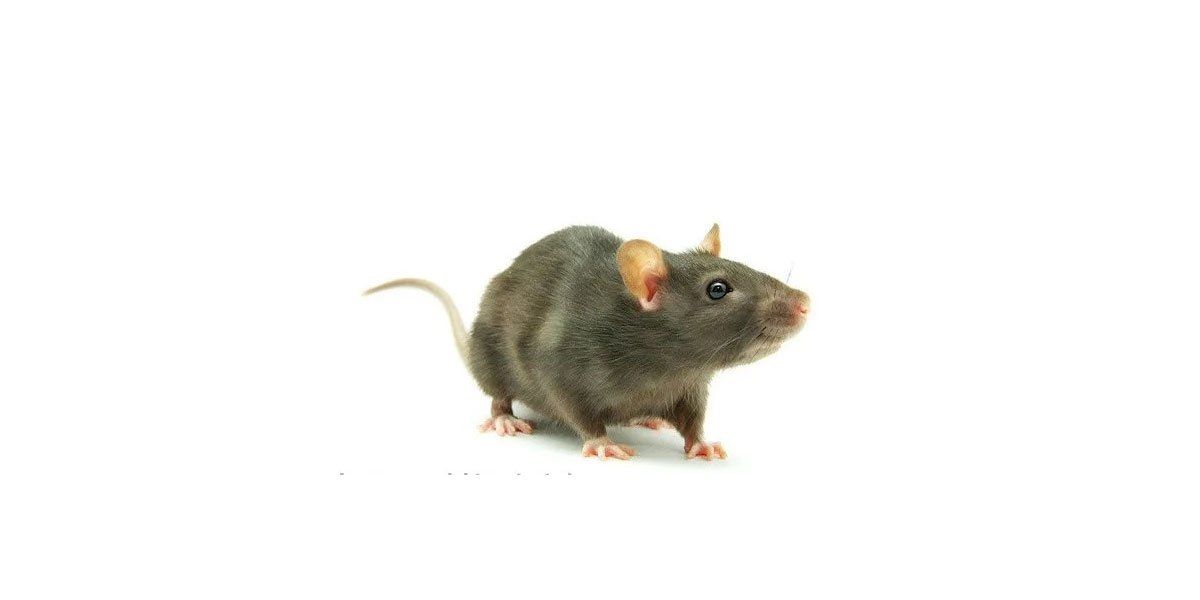Mouse — Stockton, CA — Area Wide Exterminators