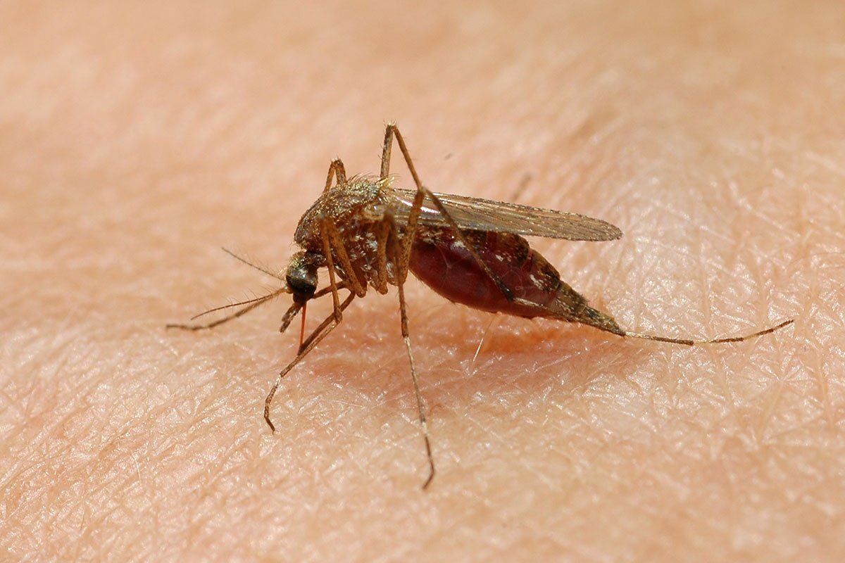 Mosquito — Stockton, CA — Area Wide Exterminators