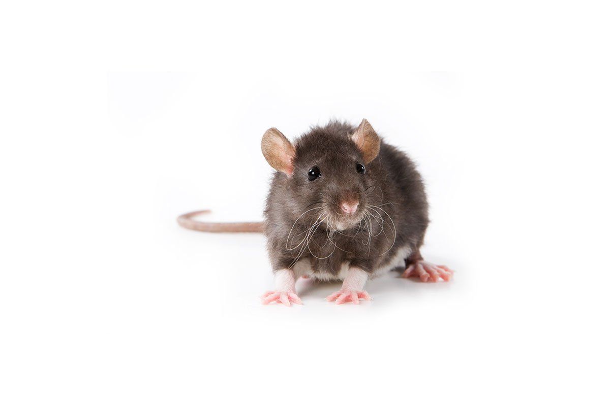 Small Rat — Stockton, CA — Area Wide Exterminators