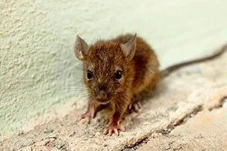Rat on the House — Stockton, CA — Area Wide Exterminators