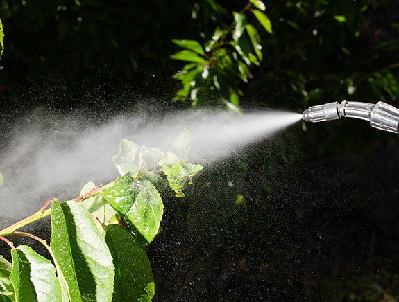 Aphid Insecticide Treatment — Stockton, CA — Area Wide Exterminators