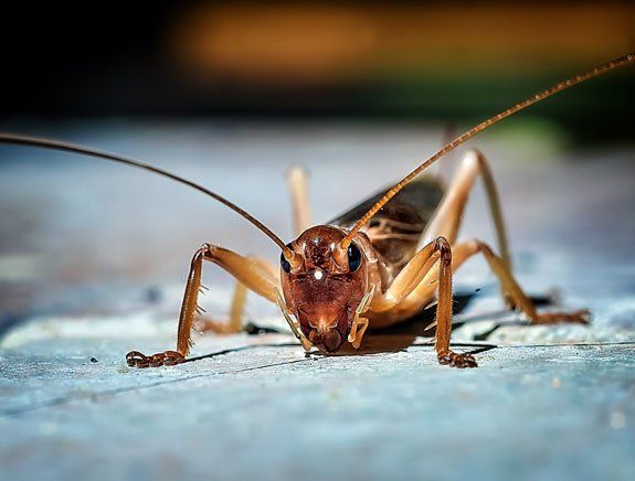 Cricket — Stockton, CA — Area Wide Exterminators