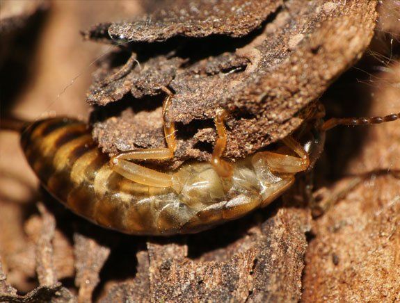 Earwig — Stockton, CA — Area Wide Exterminators