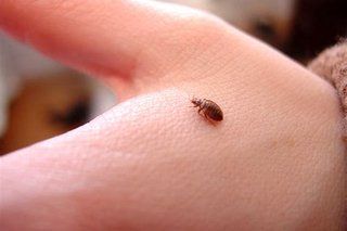 Bed Bug on Hand — Stockton, CA — Area Wide Exterminators
