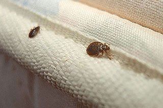 Bed Bug on Mattress — Stockton, CA — Area Wide Exterminators