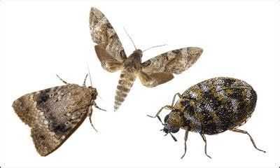 Fabric Pests — Stockton, CA — Area Wide Exterminators