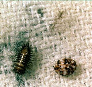 Fabric Pests on Cloth — Stockton, CA — Area Wide Exterminators