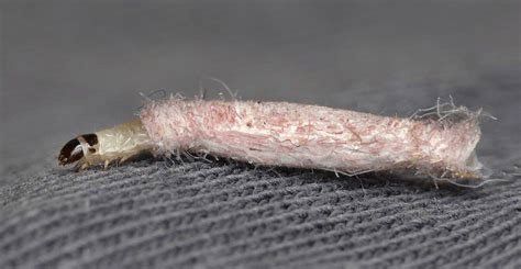 Fabric Pest — Stockton, CA — Area Wide Exterminators