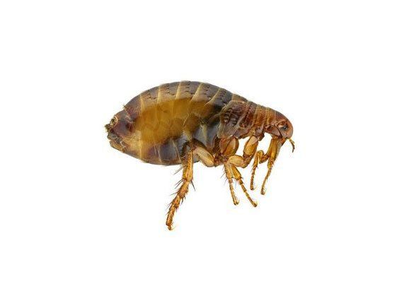 Flea Insect — Stockton, CA — Area Wide Exterminators