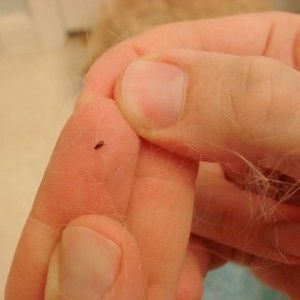 Flea on Finger — Stockton, CA — Area Wide Exterminators