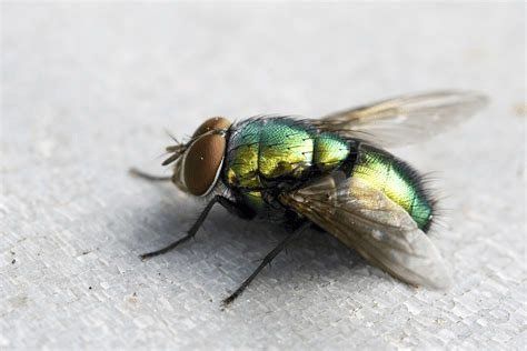 Fly — Stockton, CA — Area Wide Exterminators