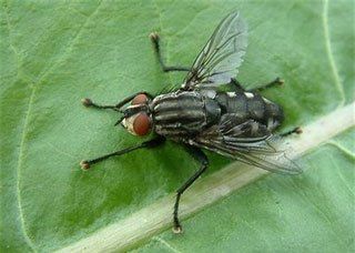 Fly on Leaf — Stockton, CA — Area Wide Exterminators