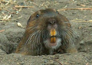 Gopher — Stockton, CA — Area Wide Exterminators