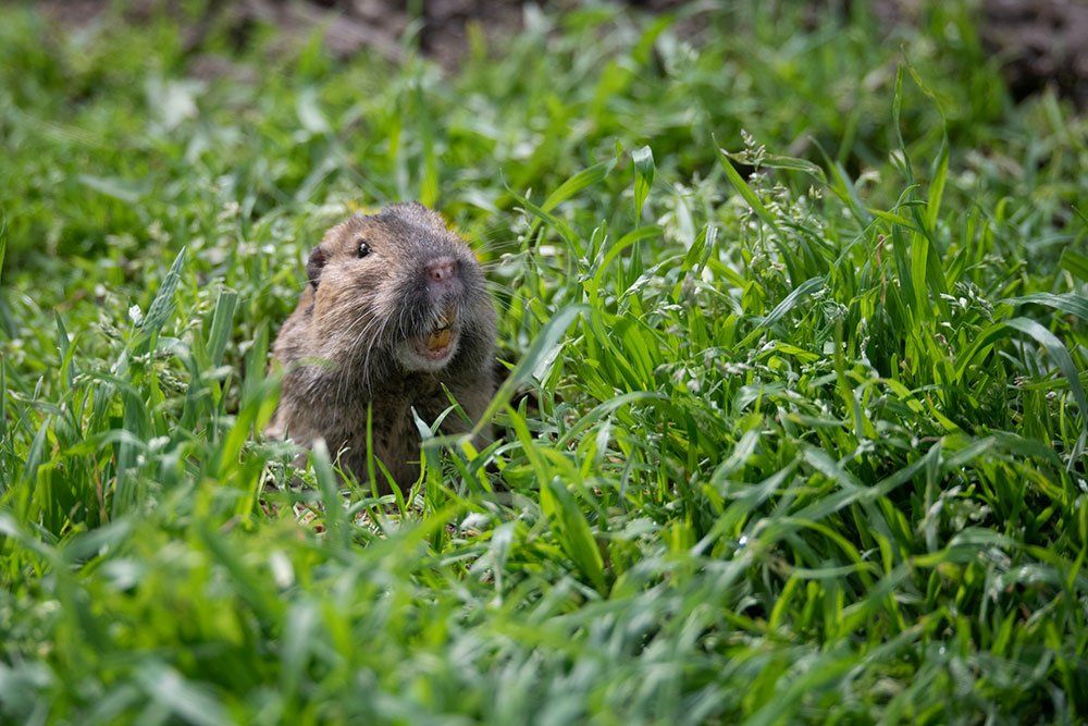 Furry Gopher — Stockton, CA — Area Wide Exterminators