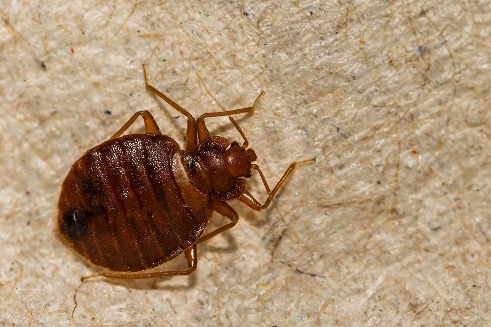 Common Bed Bug — Stockton, CA — Area Wide Exterminators
