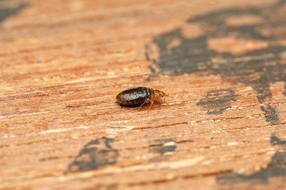 Lateral Shot of Bed Bug — Stockton, CA — Area Wide Exterminators
