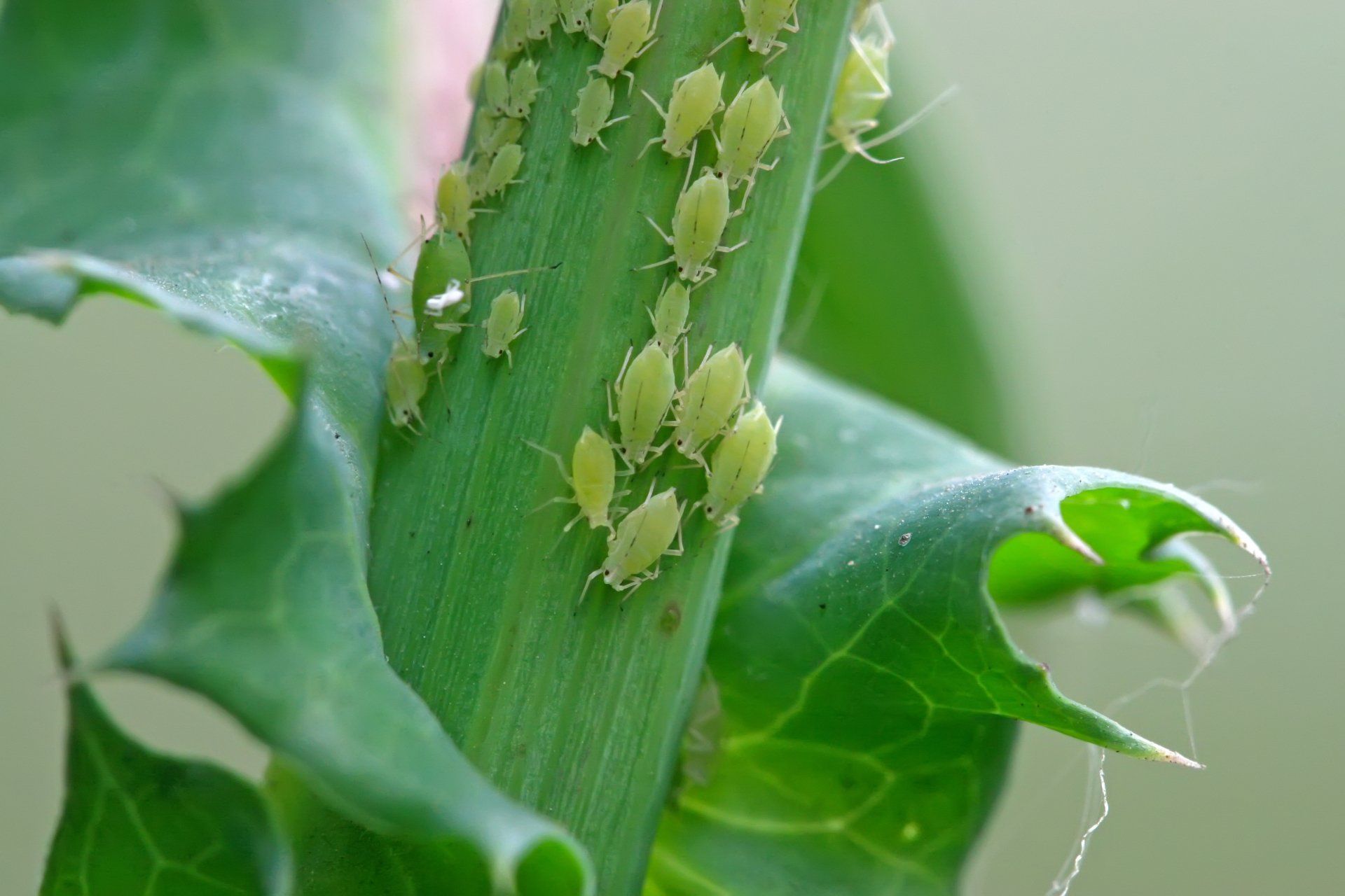 Aphids on Plant — Stockton, CA — Area Wide Exterminators