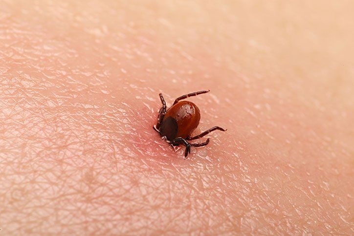 Tick on Human Skin — Stockton, CA — Area Wide Exterminators