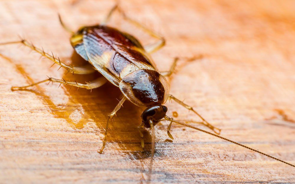 Closeup View of Cockroach — Stockton, CA — Area Wide Exterminators