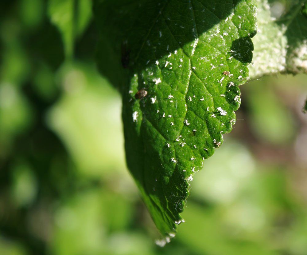Whiteflies — Stockton, CA — Area Wide Exterminators