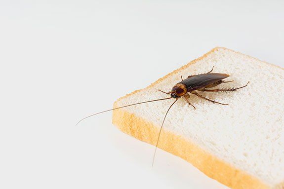 Cockroach on Bread — Stockton, CA — Area Wide Exterminators
