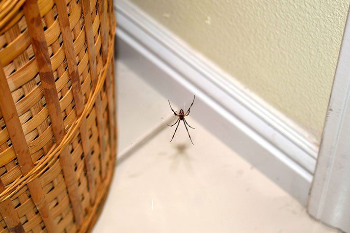 Spider Hanging on Its Web — Stockton, CA — Area Wide Exterminators