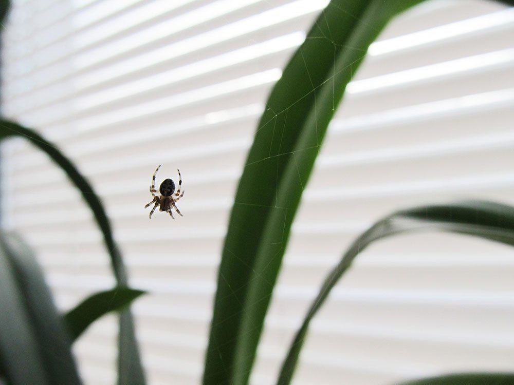 Spider on Window — Stockton, CA — Area Wide Exterminators