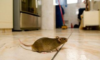 Mouse on the Floor — Stockton, CA — Area Wide Exterminators