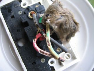 Mouse Biting the Cord — Stockton, CA — Area Wide Exterminators