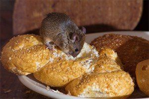 Mice on the Plate — Stockton, CA — Area Wide Exterminators