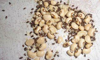 Pantry Pests — Stockton, CA — Area Wide Exterminators