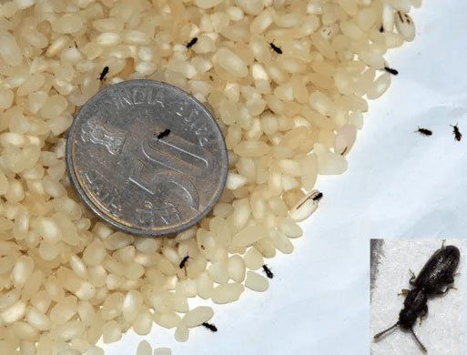 Black Pantry Pests — Stockton, CA — Area Wide Exterminators