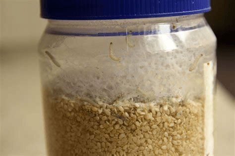Pantry Pests Inside the Jar — Stockton, CA — Area Wide Exterminators