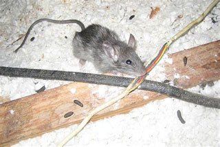 Rat — Stockton, CA — Area Wide Exterminators