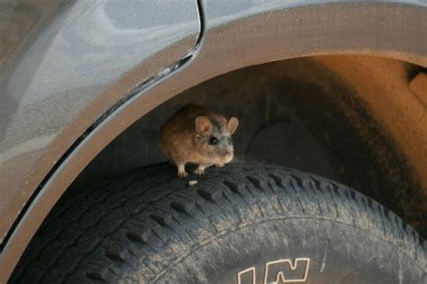Rat on the Car Tire — Stockton, CA — Area Wide Exterminators