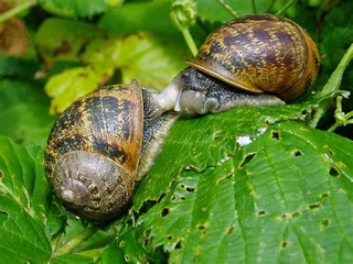Snails — Stockton, CA — Area Wide Exterminators