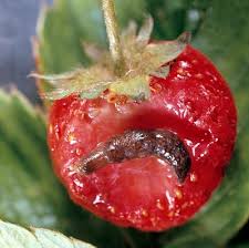 Rotten Tomato — Stockton, CA — Area Wide Exterminators