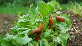 Slugs — Stockton, CA — Area Wide Exterminators