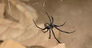 Closeup View of Spider — Stockton, CA — Area Wide Exterminators