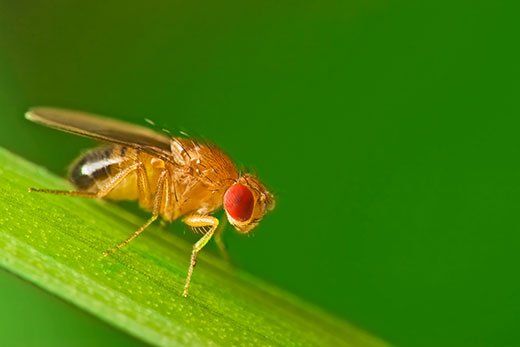 Fruit Fly — Stockton, CA — Area Wide Exterminators