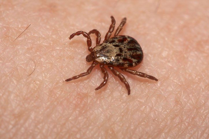 Wood Tick — Stockton, CA — Area Wide Exterminators