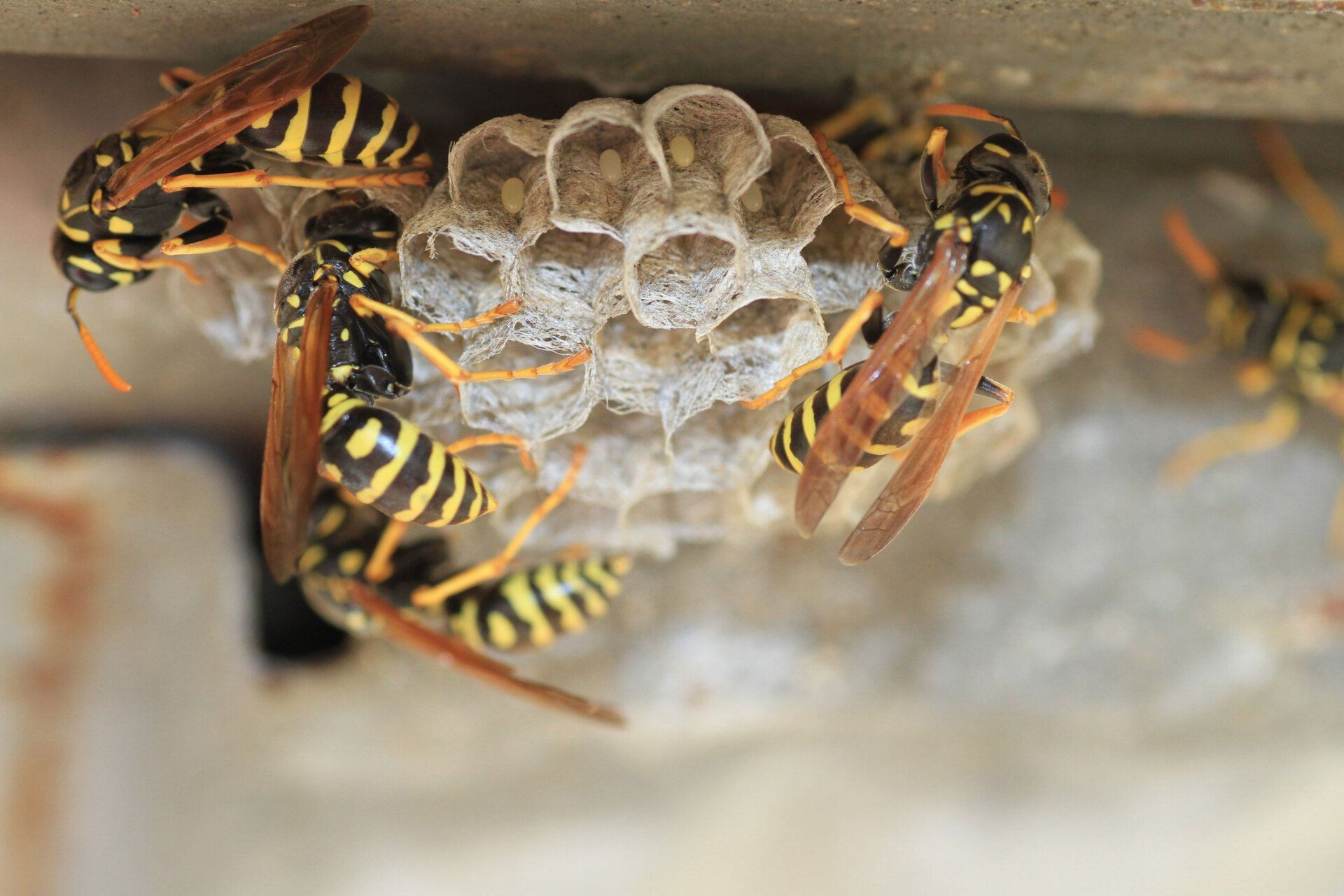 Wasps on Comb — Stockton, CA — Area Wide Exterminators