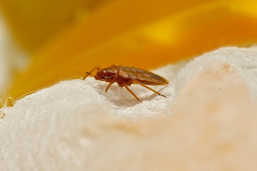 Closeup View of Bed Bug — Stockton, CA — Area Wide Exterminators