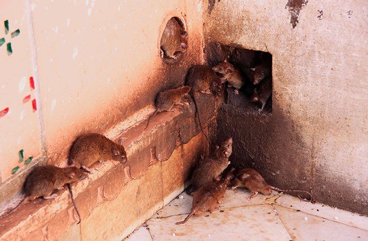 Dirty Rats — Stockton, CA — Area Wide Exterminators