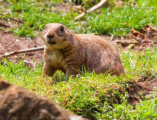 Pocket Gopher — Stockton, CA — Area Wide Exterminators