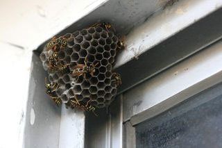 Wasp Hive — Stockton, CA — Area Wide Exterminators